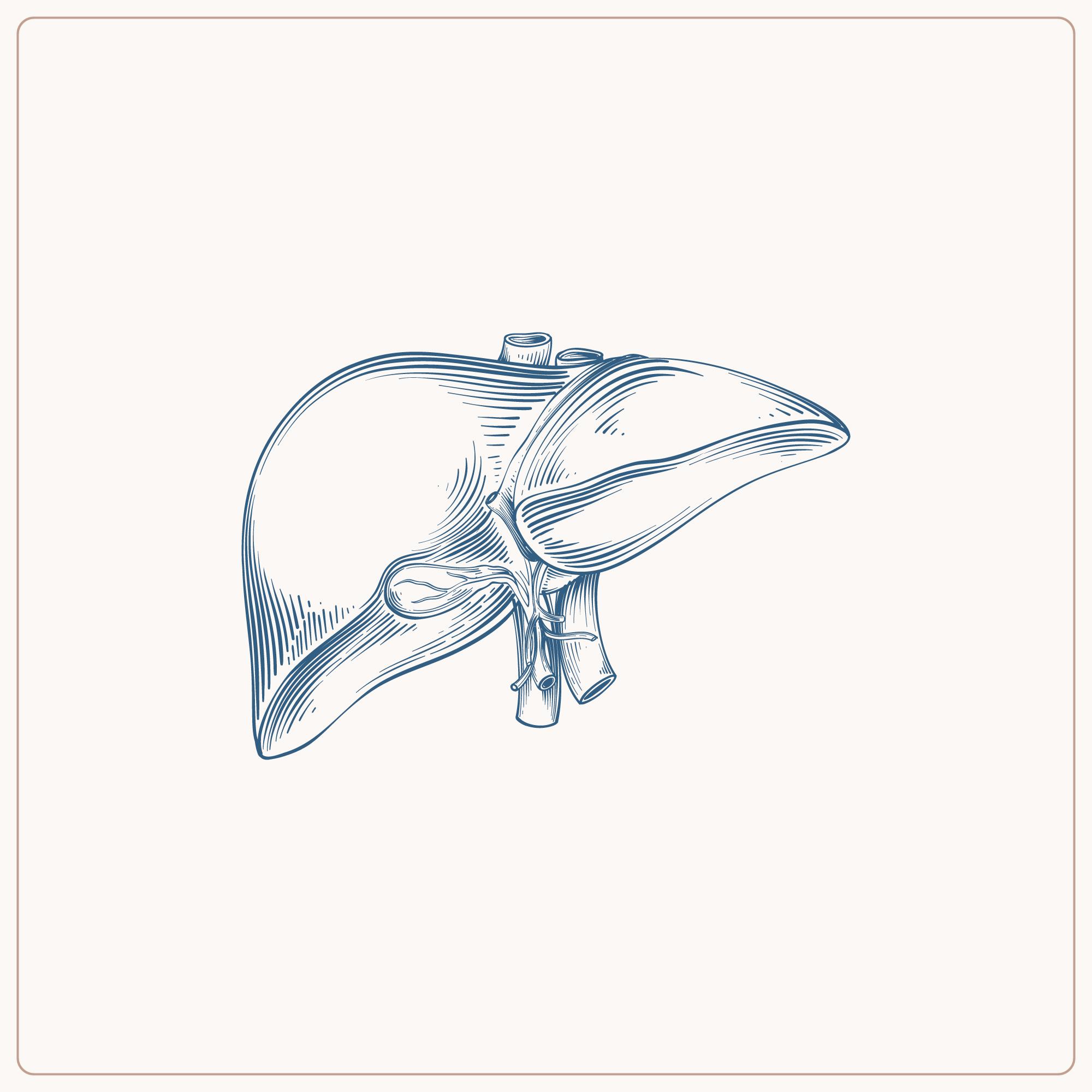 Liver Health 101: From Detoxification to Disease Prevention.