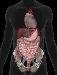 Unlocking Digestive Health: Your Guide to Assessing Gastric Acid Levels.