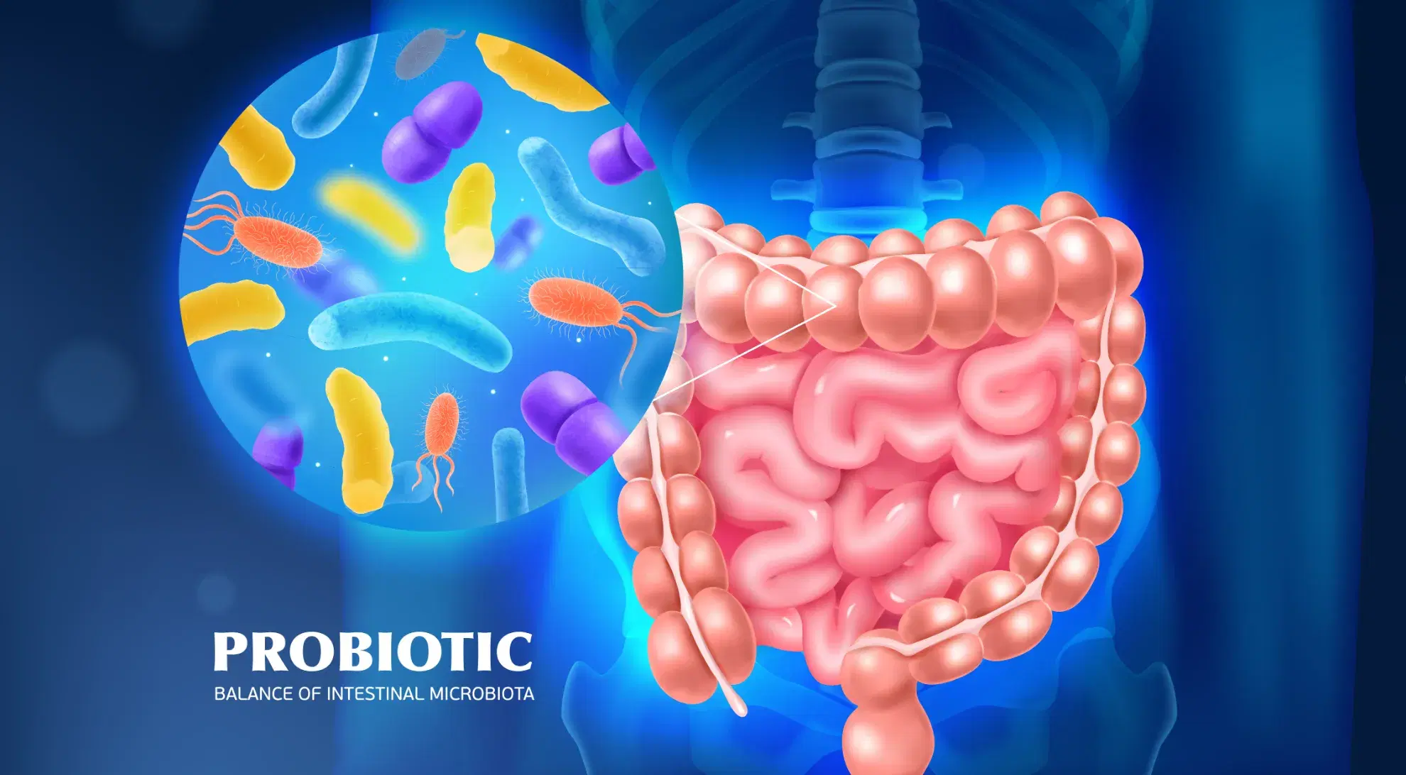 Probiotics for Gut Health: Best Strains & Benefits Guide