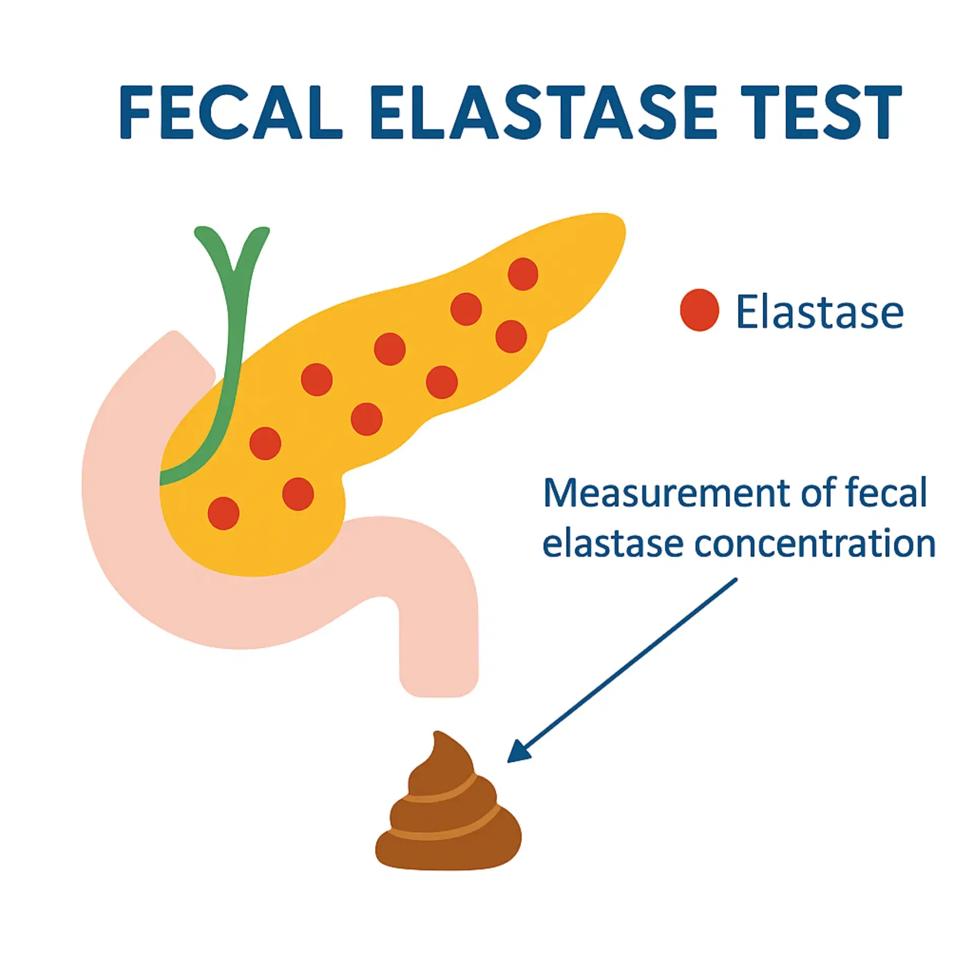 Fecal Elastase Test: The Complete Guide to Pancreatic Function Testing